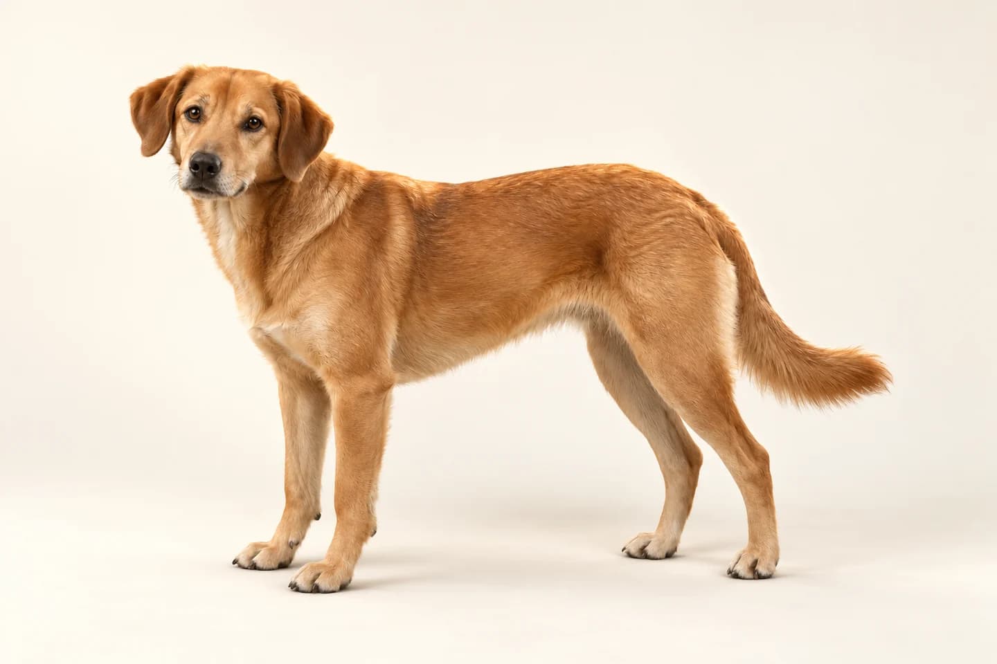 Full-body illustration of a standing dog, with eyes, ears, mouth, tail, posture and paws visible.